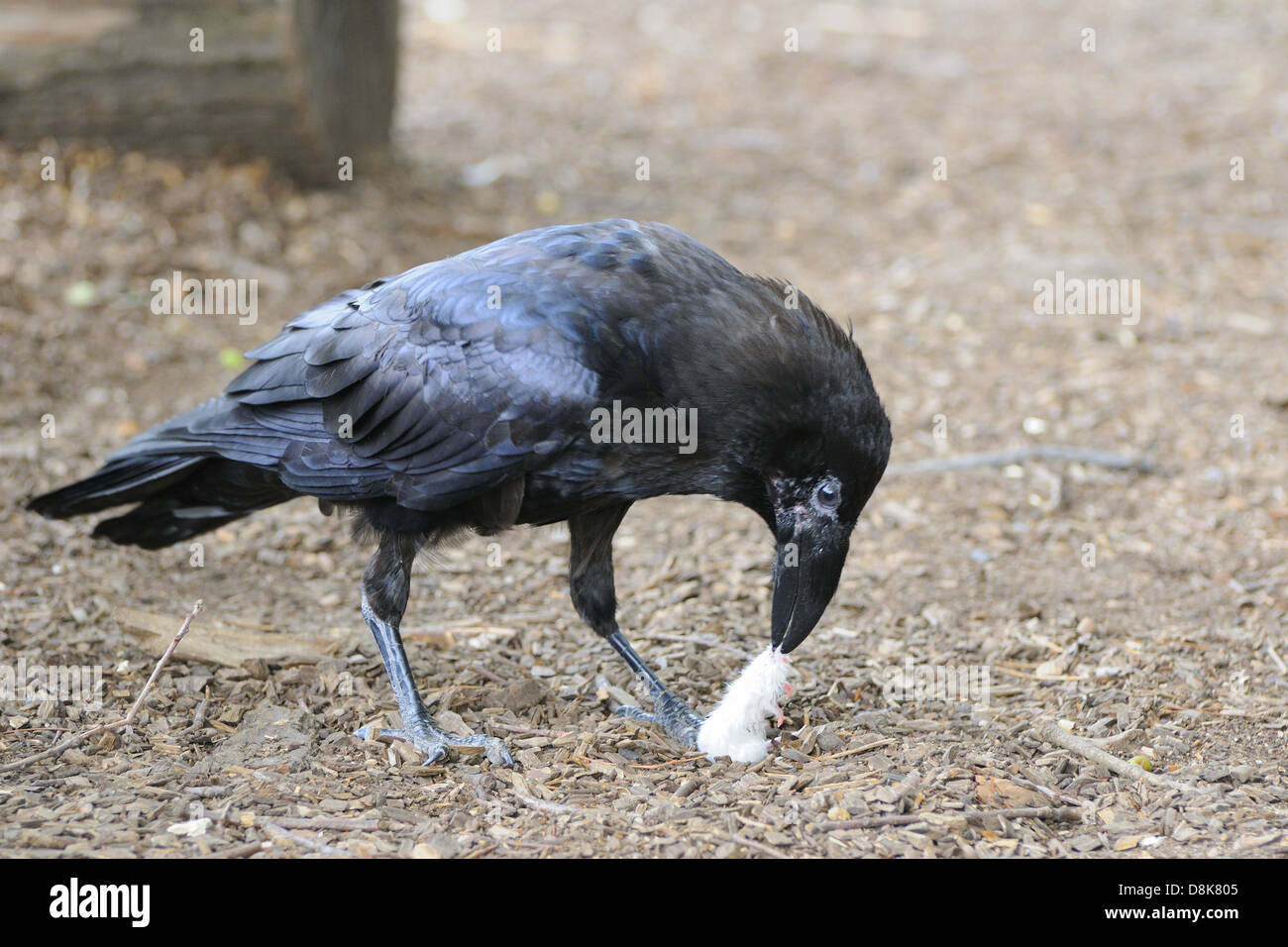 Grand Corbeau Banque D'Images
