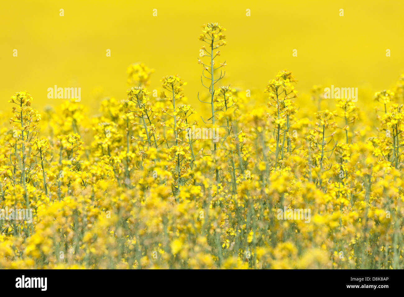 Canola jaune fleur pour l'utilisation d'arrière-plan Banque D'Images