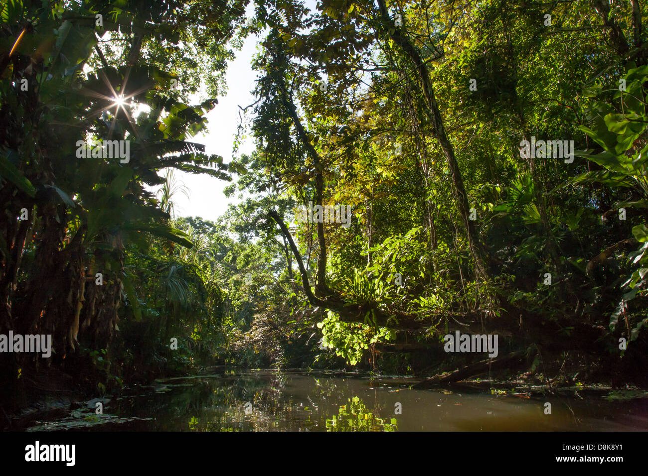 Tour en canoë sur le Rio Estrella, parc national de Cahuita, Costa Rica Banque D'Images