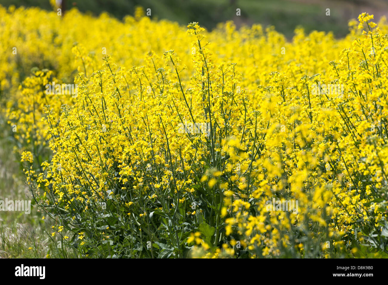 Canola jaune fleur pour l'utilisation d'arrière-plan Banque D'Images