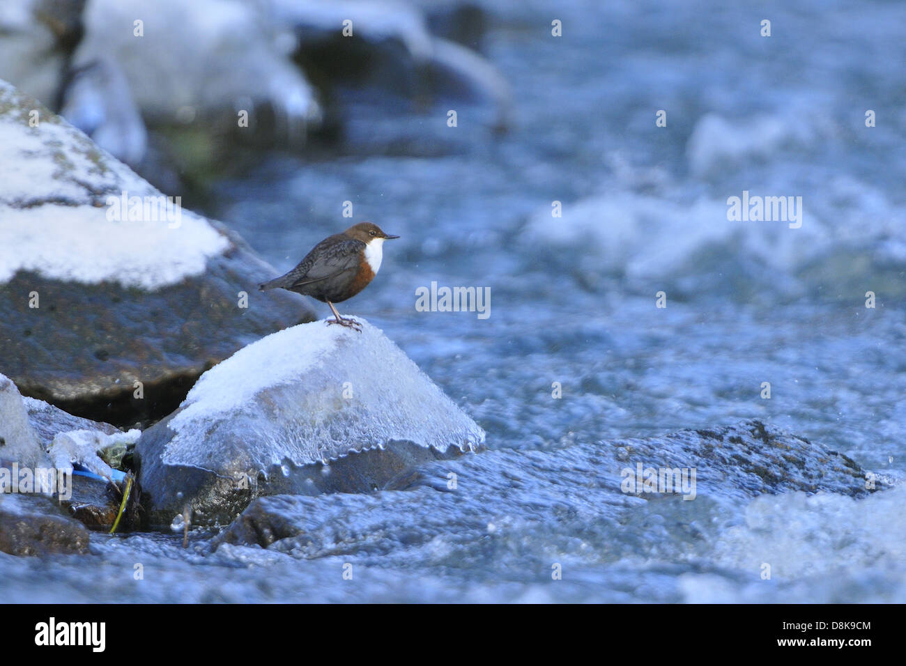 Dipper eurasienne Banque D'Images