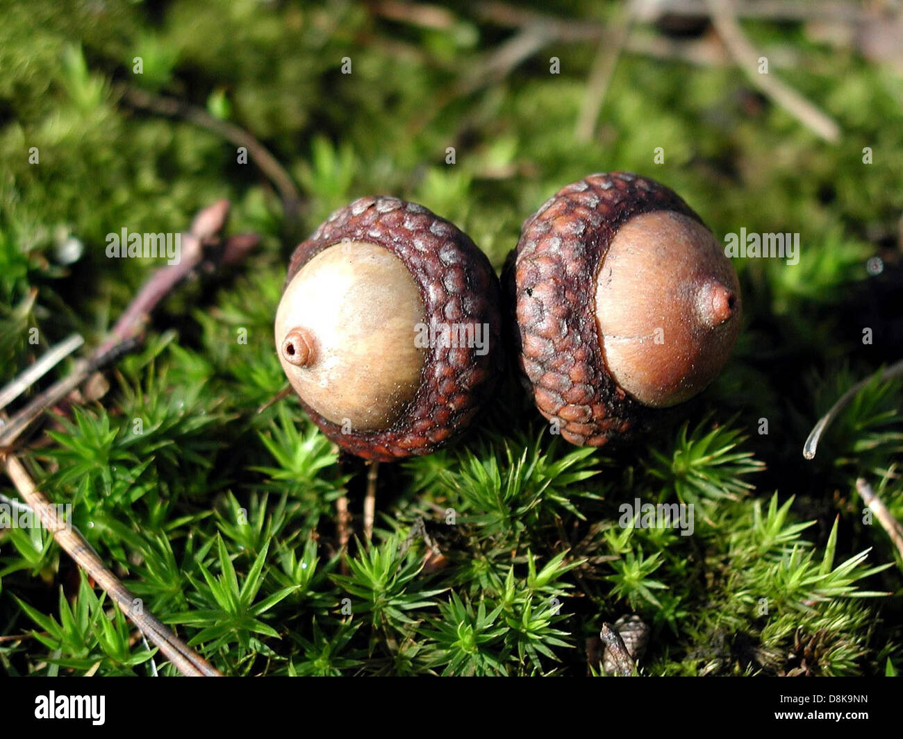 Deux glands nichés dans un lit de mousse luxuriante, soulignant l'environnement naturel du sol forestier. Les glands, symboles de la croissance potentielle, reposent au milieu de la verdure vibrante, reflétant le cycle de la vie dans la nature. Banque D'Images