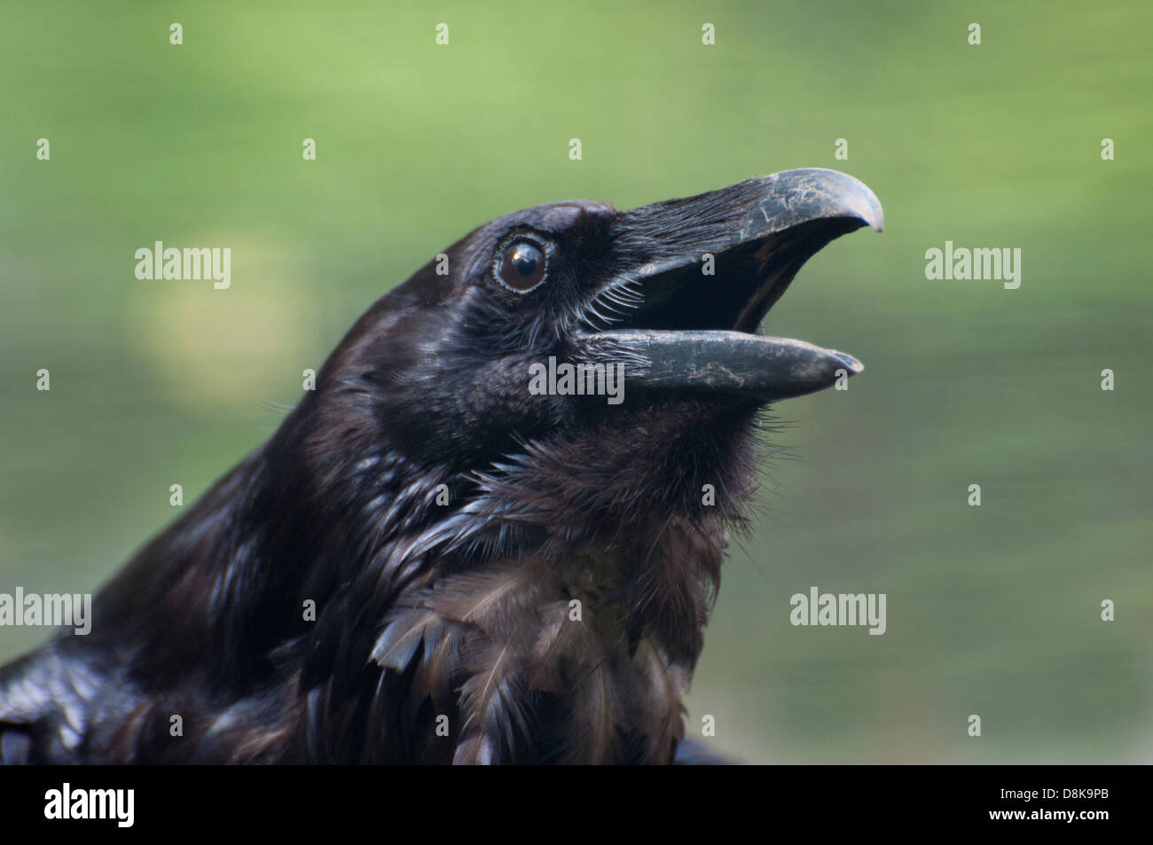Close-up d'un grand corbeau. Banque D'Images