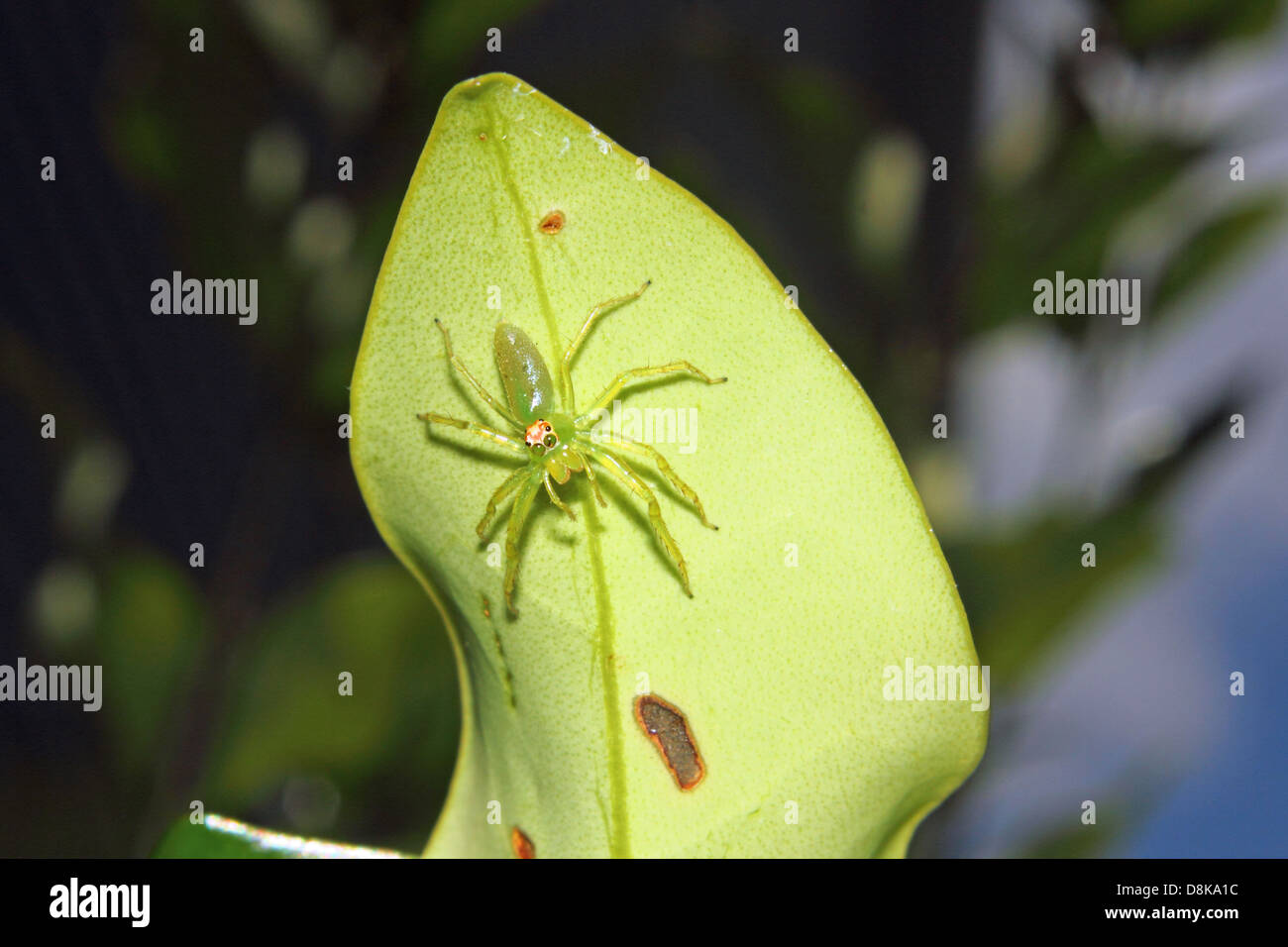 Une araignée sauteuse vert Magnolia est perché sur une feuille verte. Banque D'Images