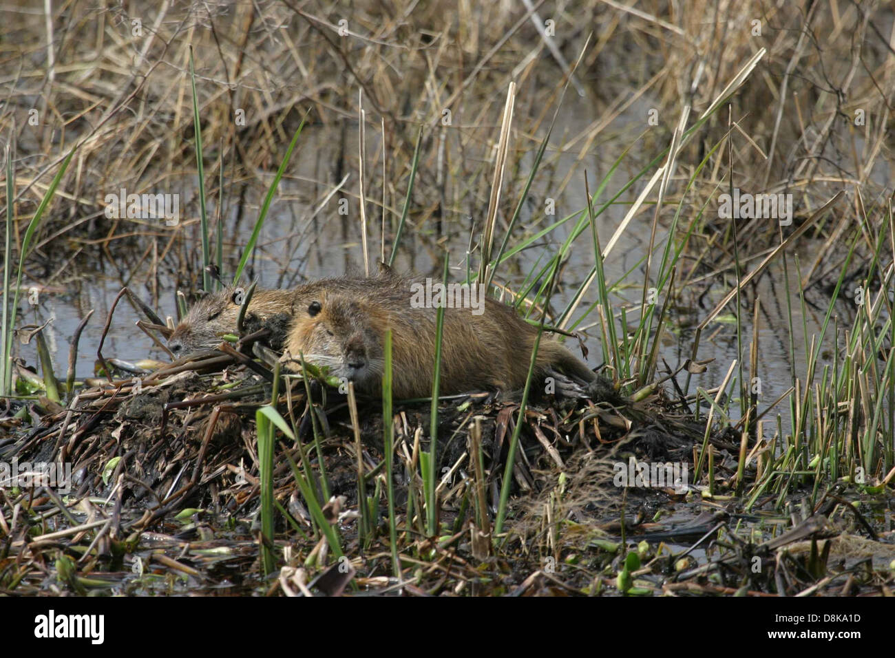 Deux nutriments, également connus sous le nom de Myocastor coypus, reposent au bord d'un plan d'eau, entourés d'un tapis de matière végétale. Les nutria sont des rongeurs semi-aquatiques indigènes d'Amérique du Sud, souvent présents dans les habitats des terres humides. Banque D'Images