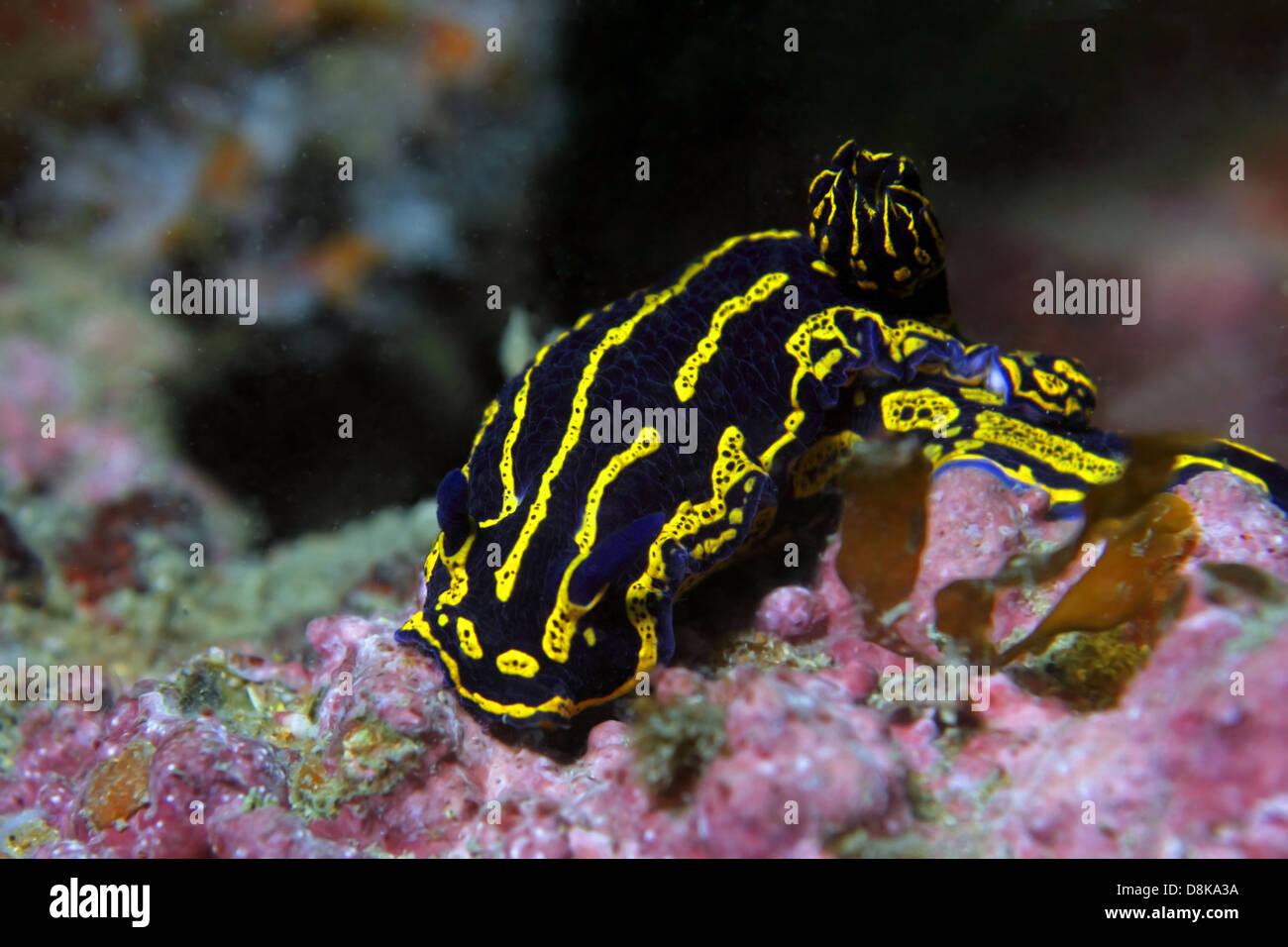 Une belle couleur vive et mer Regal nudibranche Goddes Banque D'Images