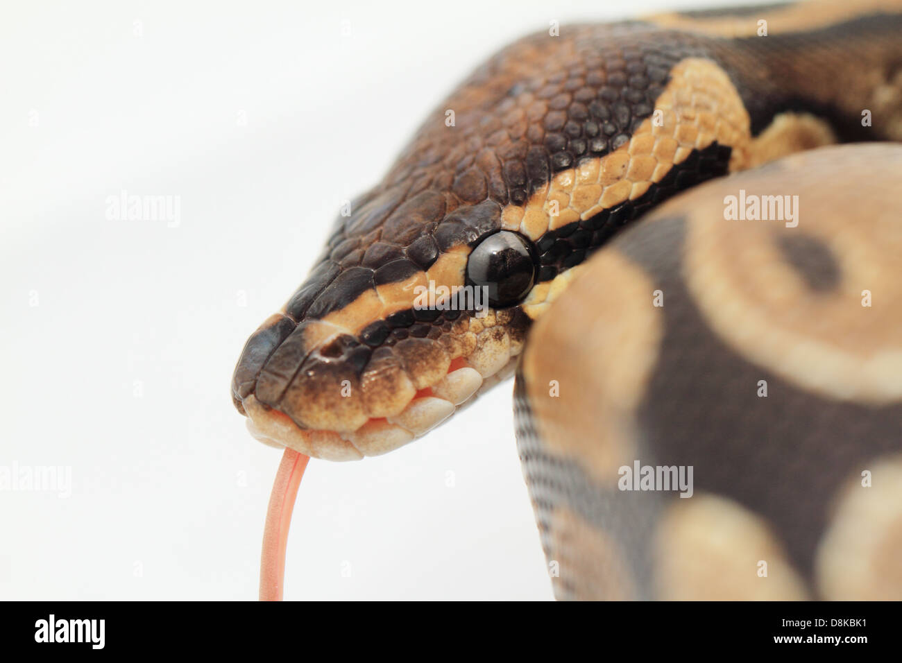 Ball Python close up (Python regius) Banque D'Images