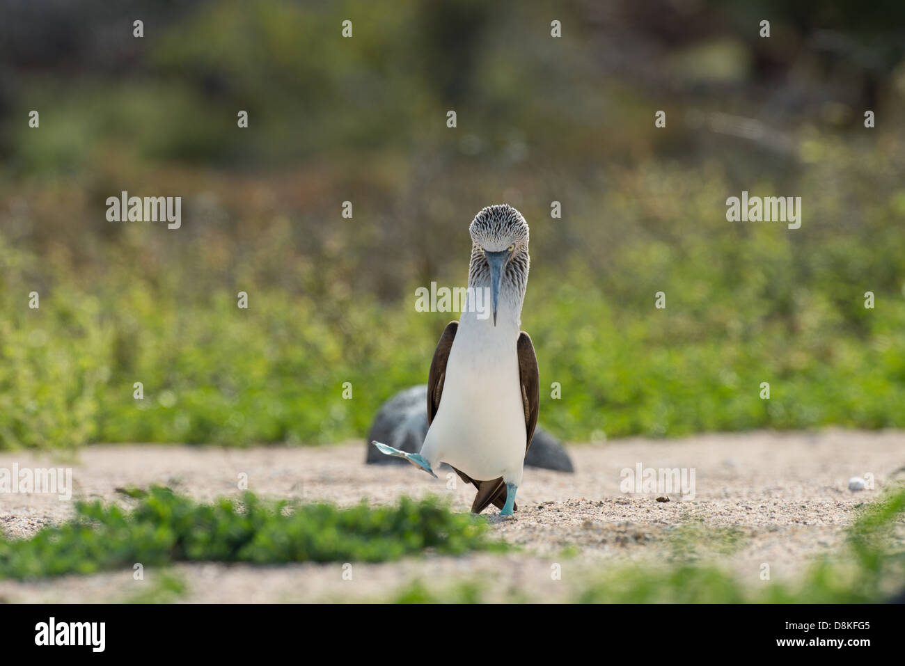 Stock photo de l'écran de sélection d'un blue pieds rouges, de l'île Seymour Nord, Galapagos Banque D'Images
