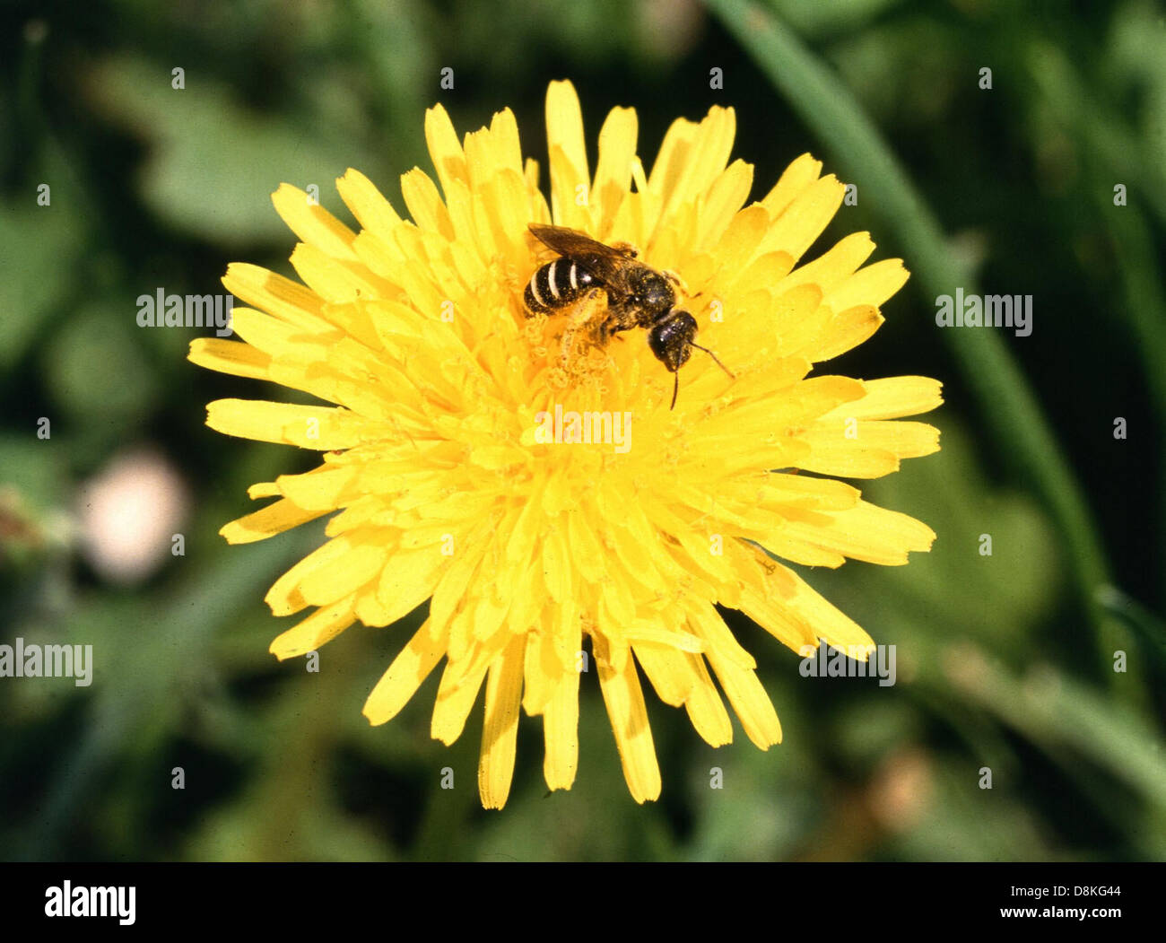 Une abeille sueur est perchée sur une fleur de pissenlit, recueillant le nectar. L'image met en valeur la petite taille de l'abeille et le corps flou, tandis que les pétales jaune vif du pissenlit contrastent avec les traits délicats de l'insecte. Banque D'Images