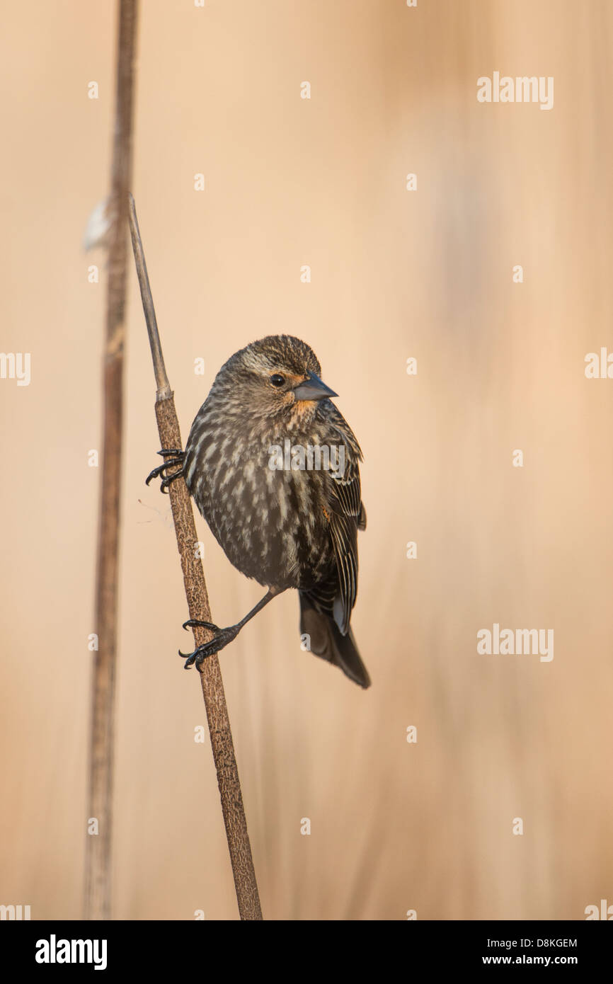 Une femelle carouge à épaulettes (Agelaius phoeniceus) se bloque sur une quenouille, Missoula, Montana Banque D'Images