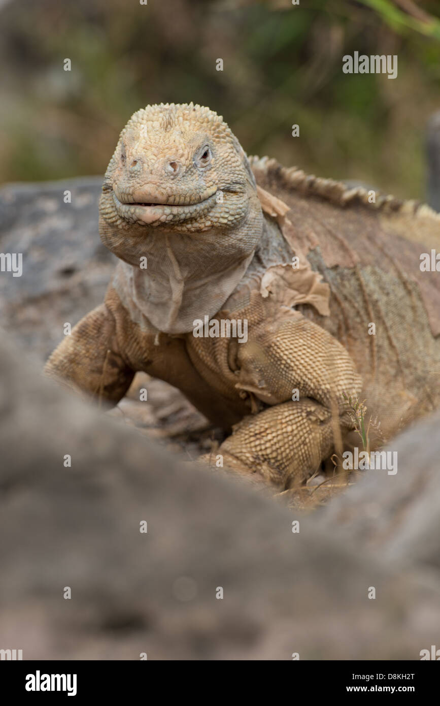 Stock photo d'un iguane terrestre des Santa Fe dans les rochers. Banque D'Images