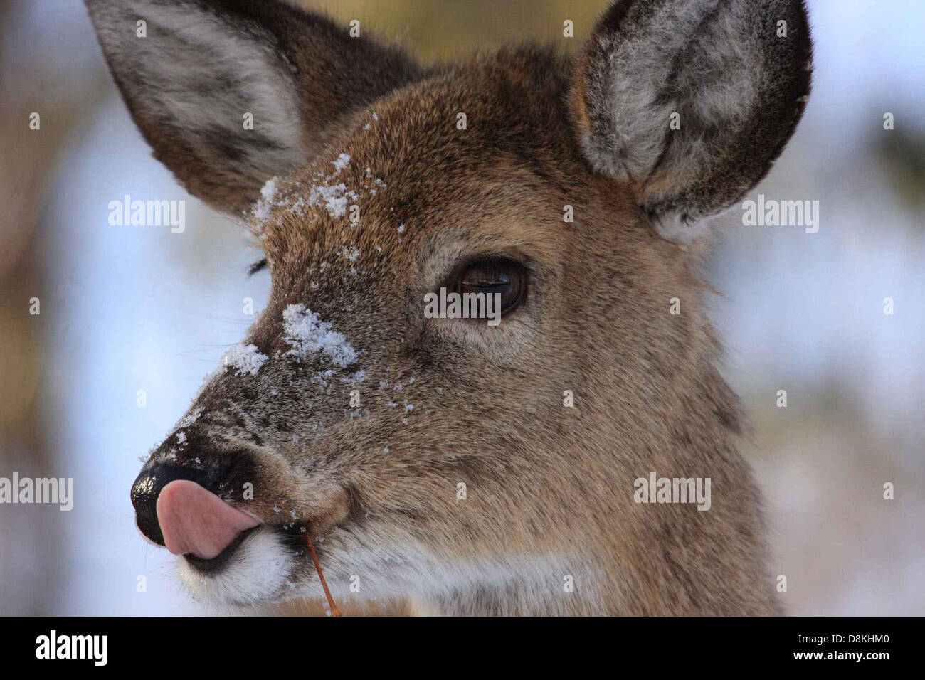 Gros plan d'une tête de cerf d'une espèce de Cervus elaphus, connue sous le nom de cerf rouge. Les bois sont bien visibles, affichant les caractéristiques matures et impressionnantes de l’animal. Cette espèce est originaire de certaines régions d'Europe et d'Asie, connue pour sa grande taille et ses bois distincts. Banque D'Images