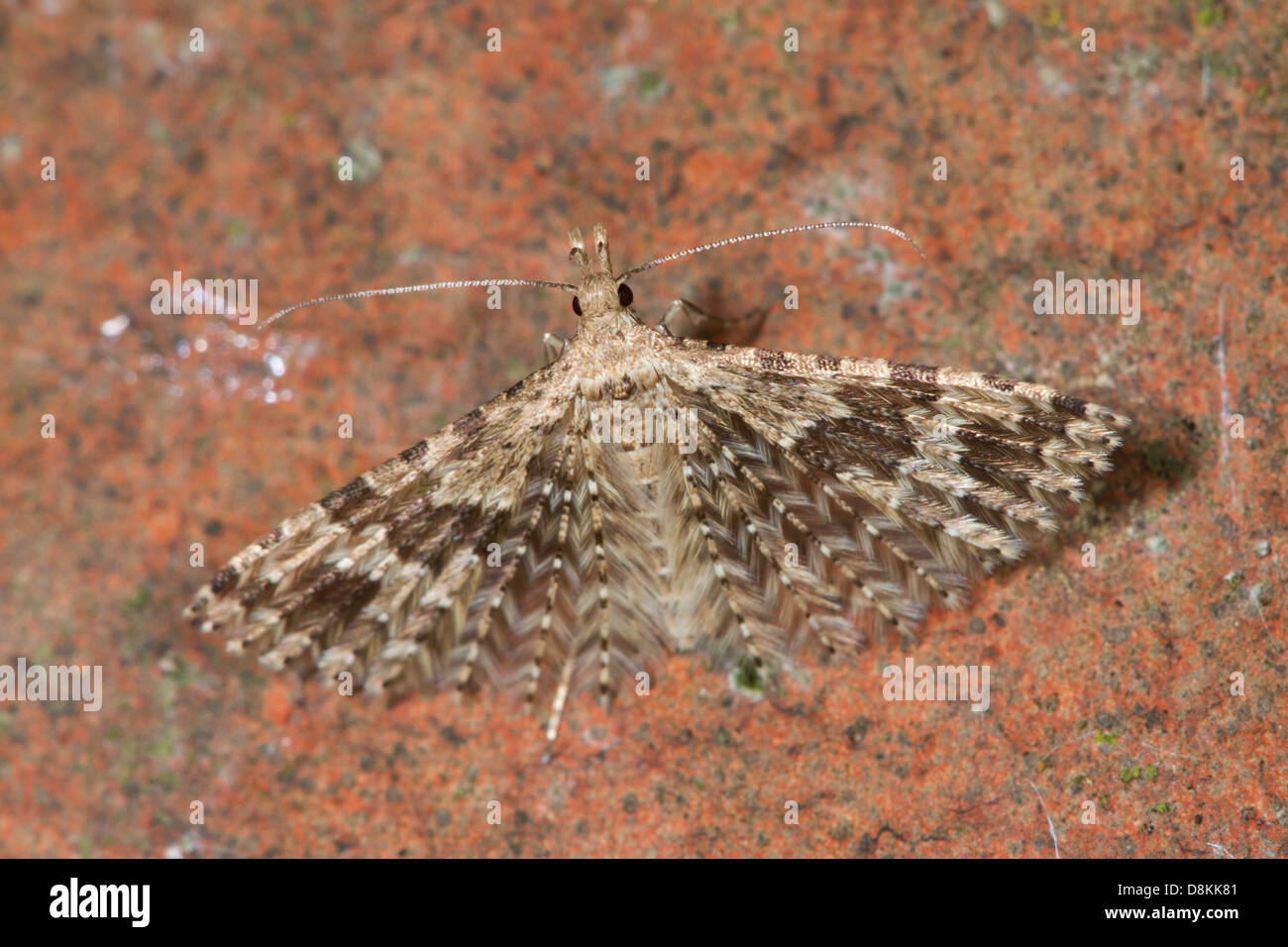Vingt-plume Moth (Alucita hexadactyla) Banque D'Images