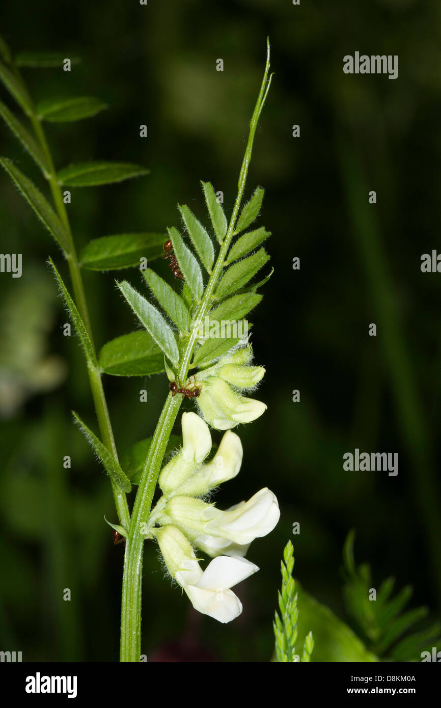 Variété blanche de vesces (Vicia sepium Bush) flower Banque D'Images