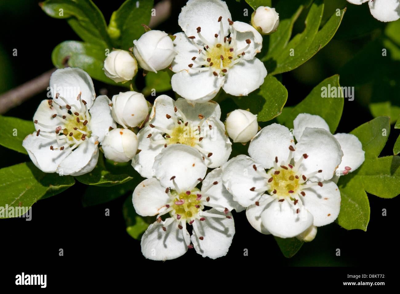 Fleur blanche de l'Aubépine Banque D'Images