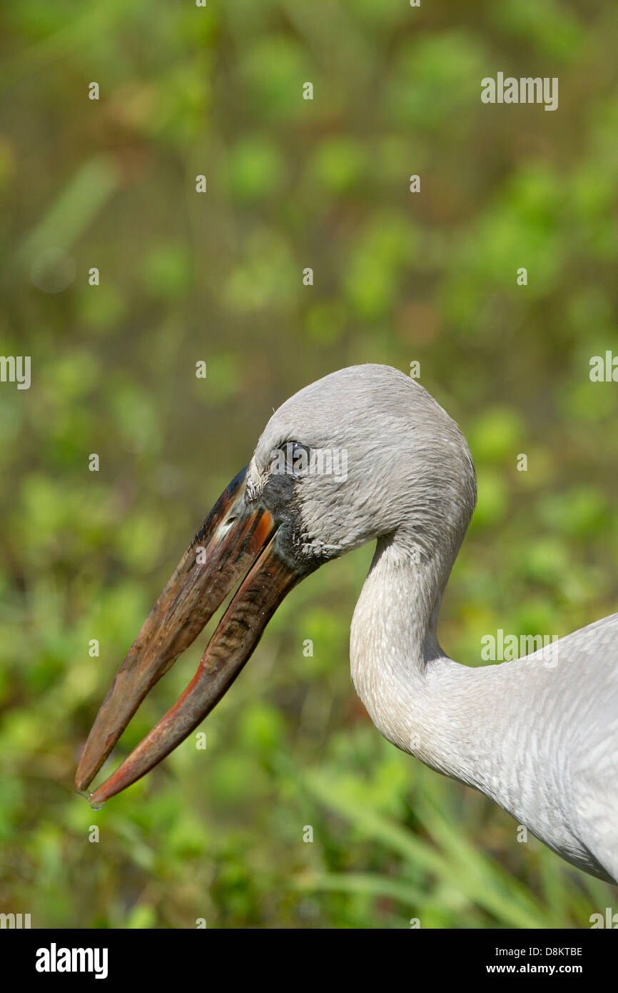Asian Openbill Anastomus alimentation oscitante Banque D'Images