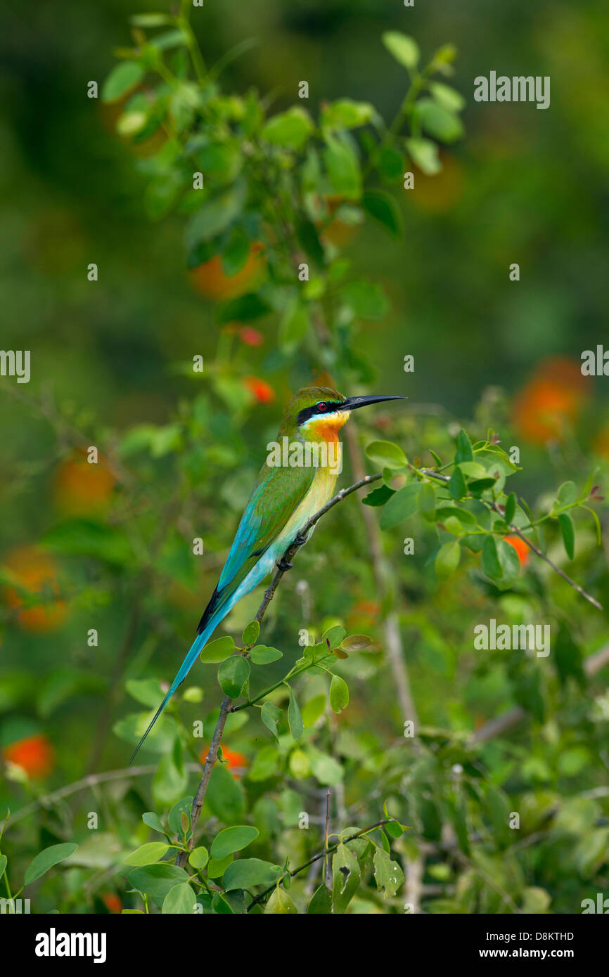 Blue-tailed Bee-eater Merops phillipinus Banque D'Images