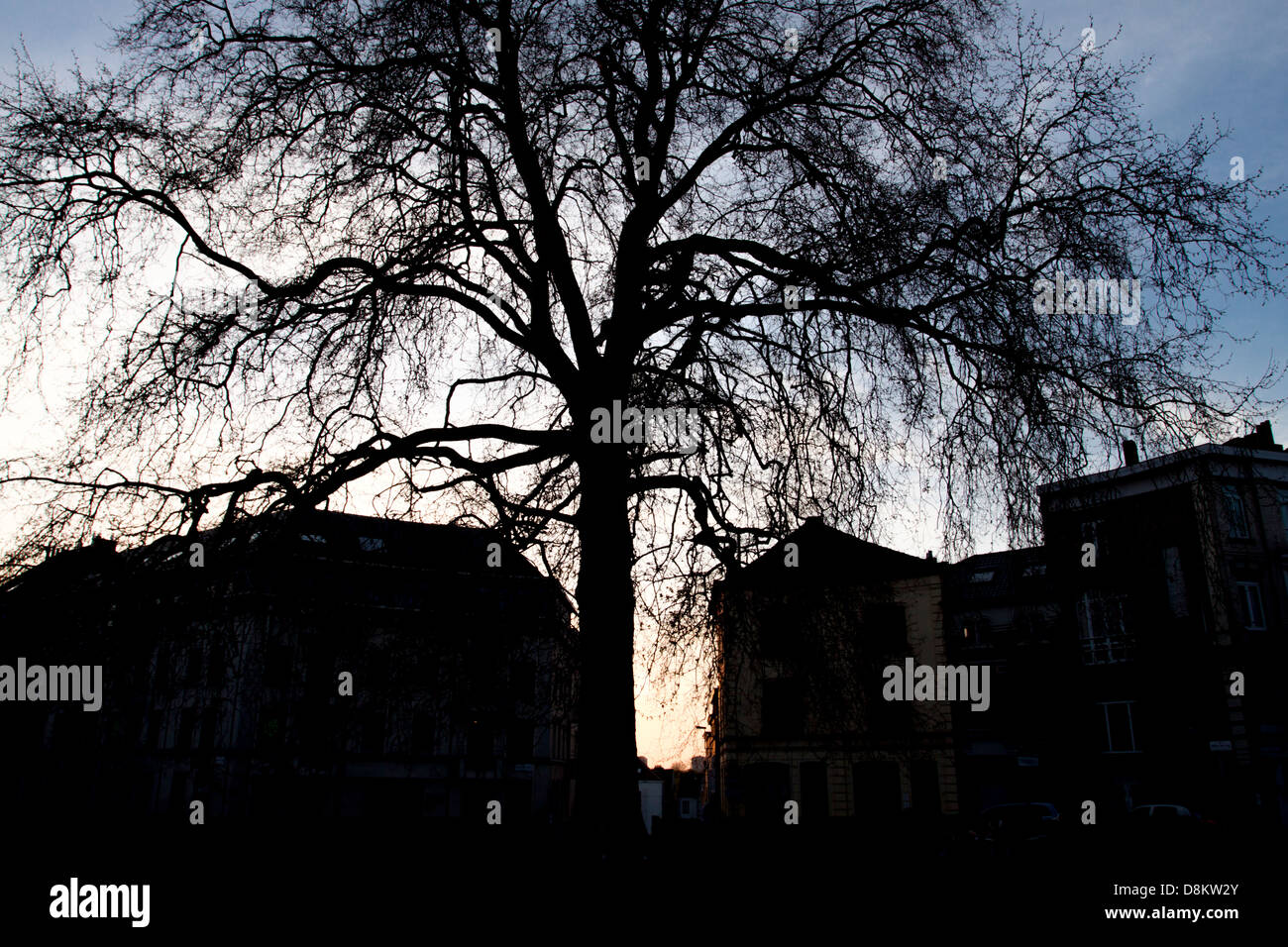 Silhouette d'un vieux arbre au coucher du soleil. Gand, Belgique Banque D'Images