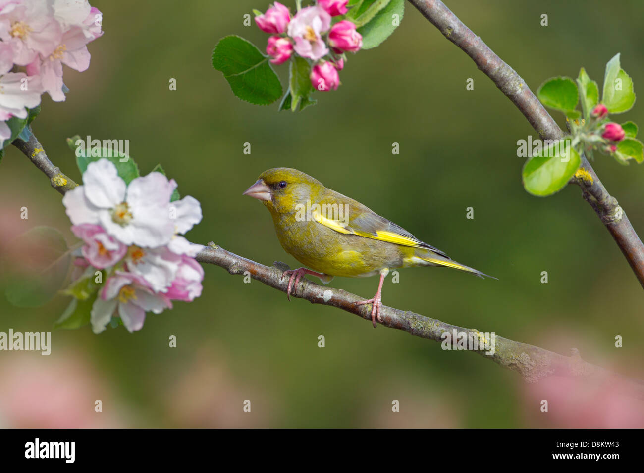 Greenfinch Carduelis chloris on Spring Blossom dans la campagne du Norfolk Banque D'Images