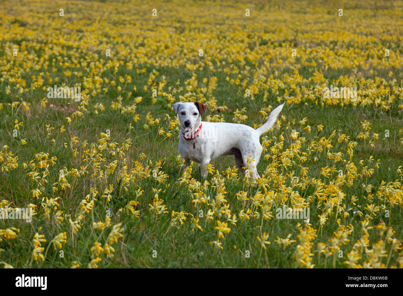 Jack Russell Terrier Cowslips Primula veris dans ferme bio sur Norfolk Banque D'Images