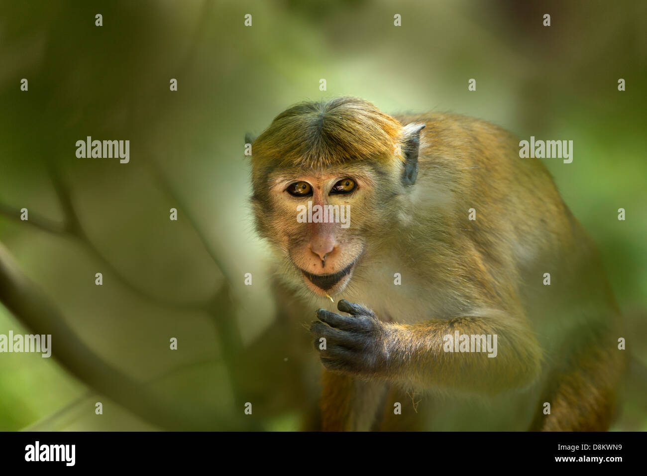 Toque Macaque Macaca sinica sinica allaitement Parc national de Yala au Sri Lanka Banque D'Images