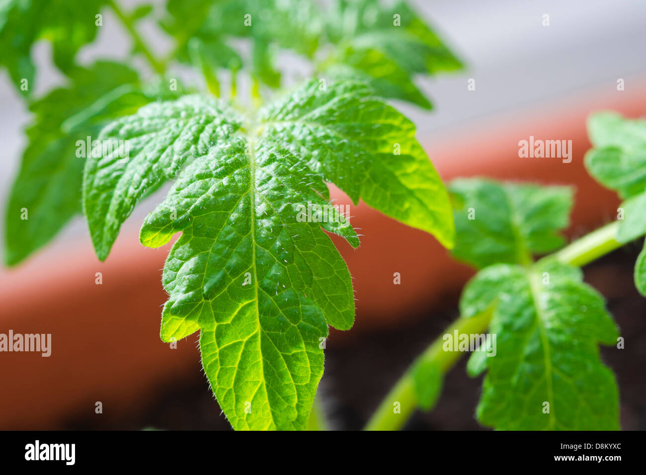 Un gros plan d'un jeune home grown plant de tomate. Banque D'Images