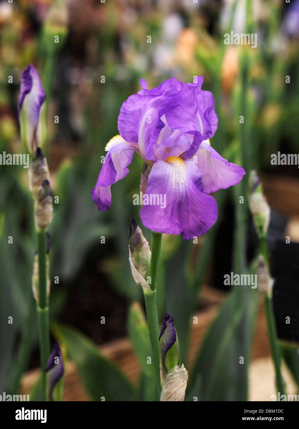 Iris exposé au Chelsea Flower Show. Banque D'Images