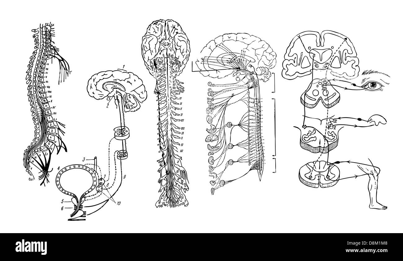 Système nerveux central Banque D'Images