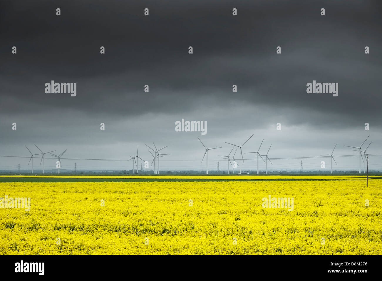 Nuages de tempête de rassemblement autour d'un champ de colza. Banque D'Images Nuages de tempête de rassemblement autour d'un champ de colza. Banque D'Images