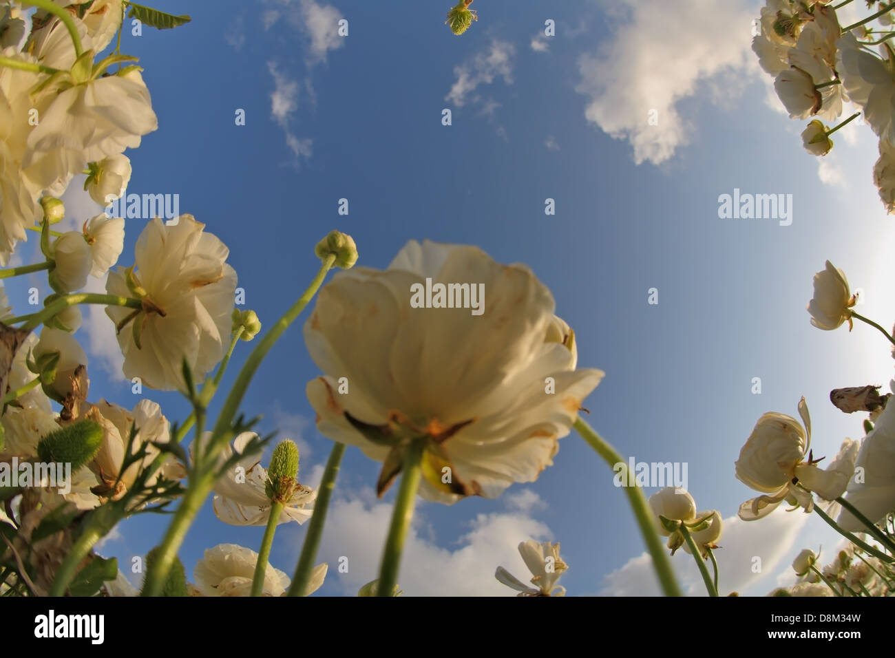 Le ciel de printemps au-dessus de fleurs blanches Banque D'Images