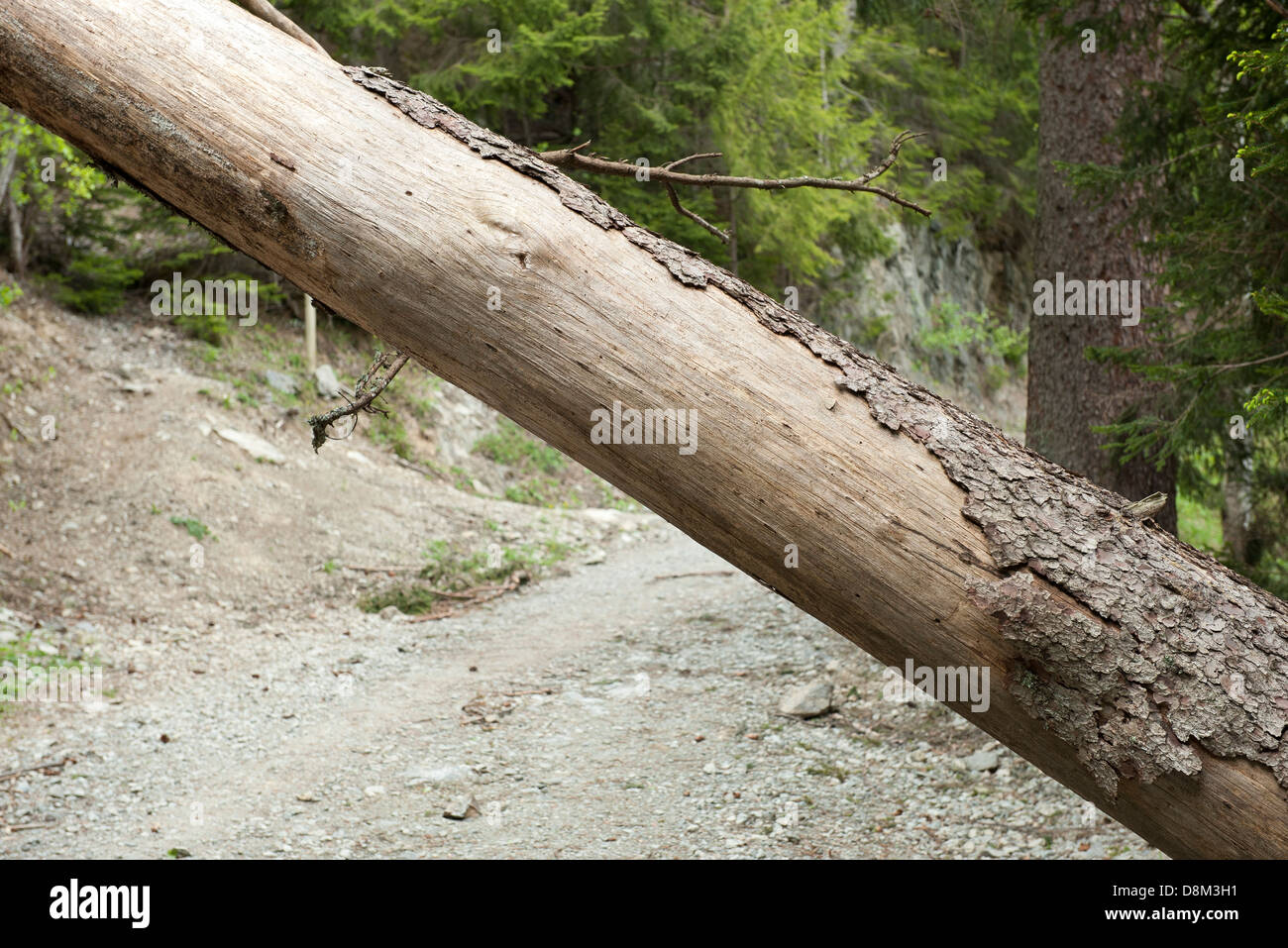 Tronc d'arbre tombé chemin de blocage Banque D'Images