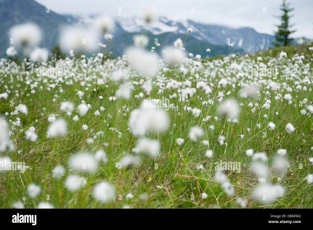 Domaine de hare's tail flowers, Eriophorum vaginatum Banque D'Images