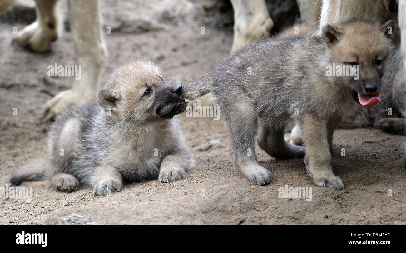 Berlin, Allemagne. Le 31 mai 2013. Les louveteaux jouent dans leur enclos au zoo de Berlin, Allemagne, 31 mai 2013. Les petits sont nés le 29 avril 2013. Photo : BRITTA PEDERSEN/dpa/Alamy Live News Banque D'Images