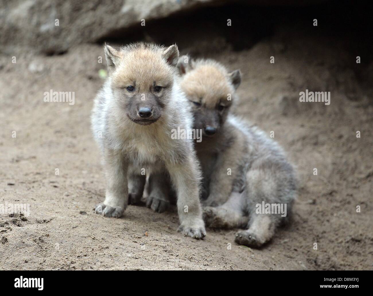 Berlin, Allemagne. Le 31 mai 2013. Les louveteaux jouent dans leur enclos au zoo de Berlin, Allemagne, 31 mai 2013. Les petits sont nés le 29 avril 2013. Photo : BRITTA PEDERSEN/dpa/Alamy Live News Banque D'Images