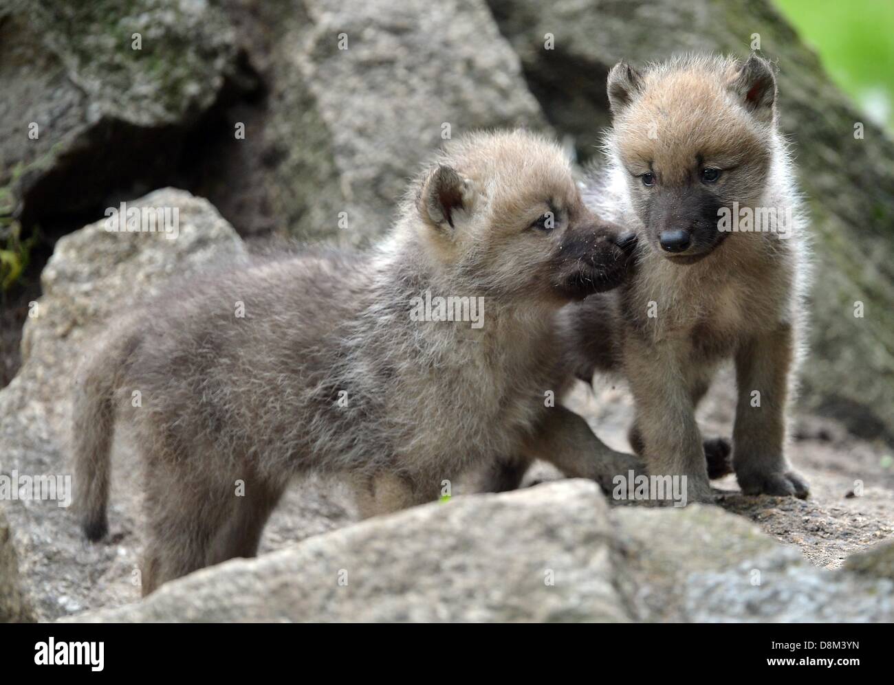 Berlin, Allemagne. Le 31 mai 2013. Les louveteaux jouent dans leur enclos au zoo de Berlin, Allemagne, 31 mai 2013. Les petits sont nés le 29 avril 2013. Photo : BRITTA PEDERSEN/dpa/Alamy Live News Banque D'Images