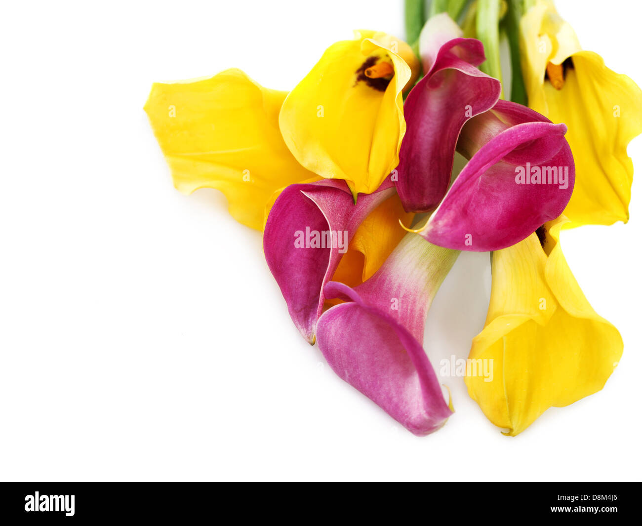 Bouquet de rose et jaune cala lilies Banque D'Images