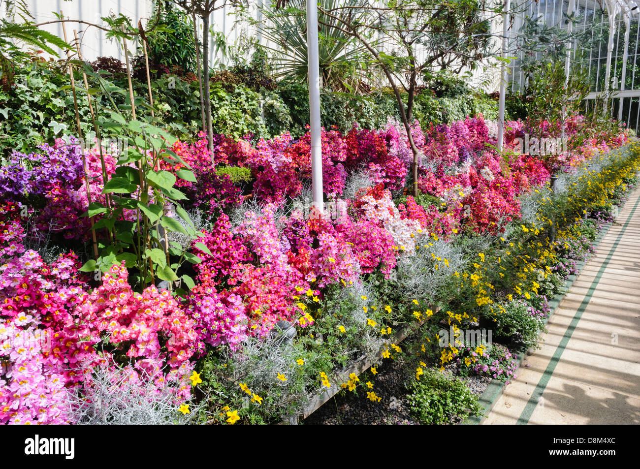 Fleurs à l'intérieur de la Palm House dans les jardins botaniques, Belfast Banque D'Images