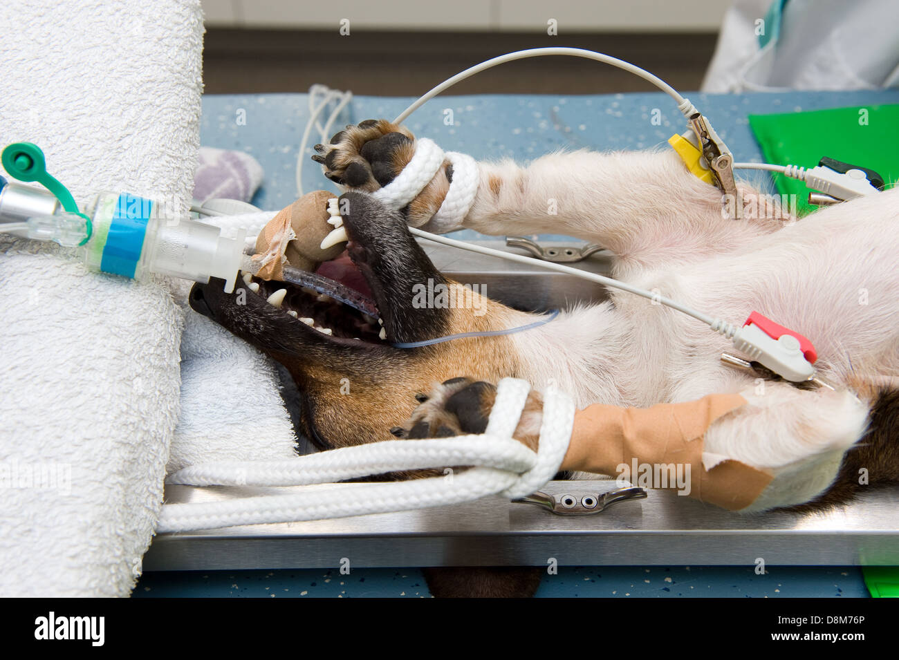 Un chien à allongée, inconsciente, dans une clinique vétérinaire alors qu'un chirurgien est sa stérilisation Banque D'Images Un chien à allongée, inconsciente, dans une clinique vétérinaire alors qu'un chirurgien est sa stérilisation Banque D'Images