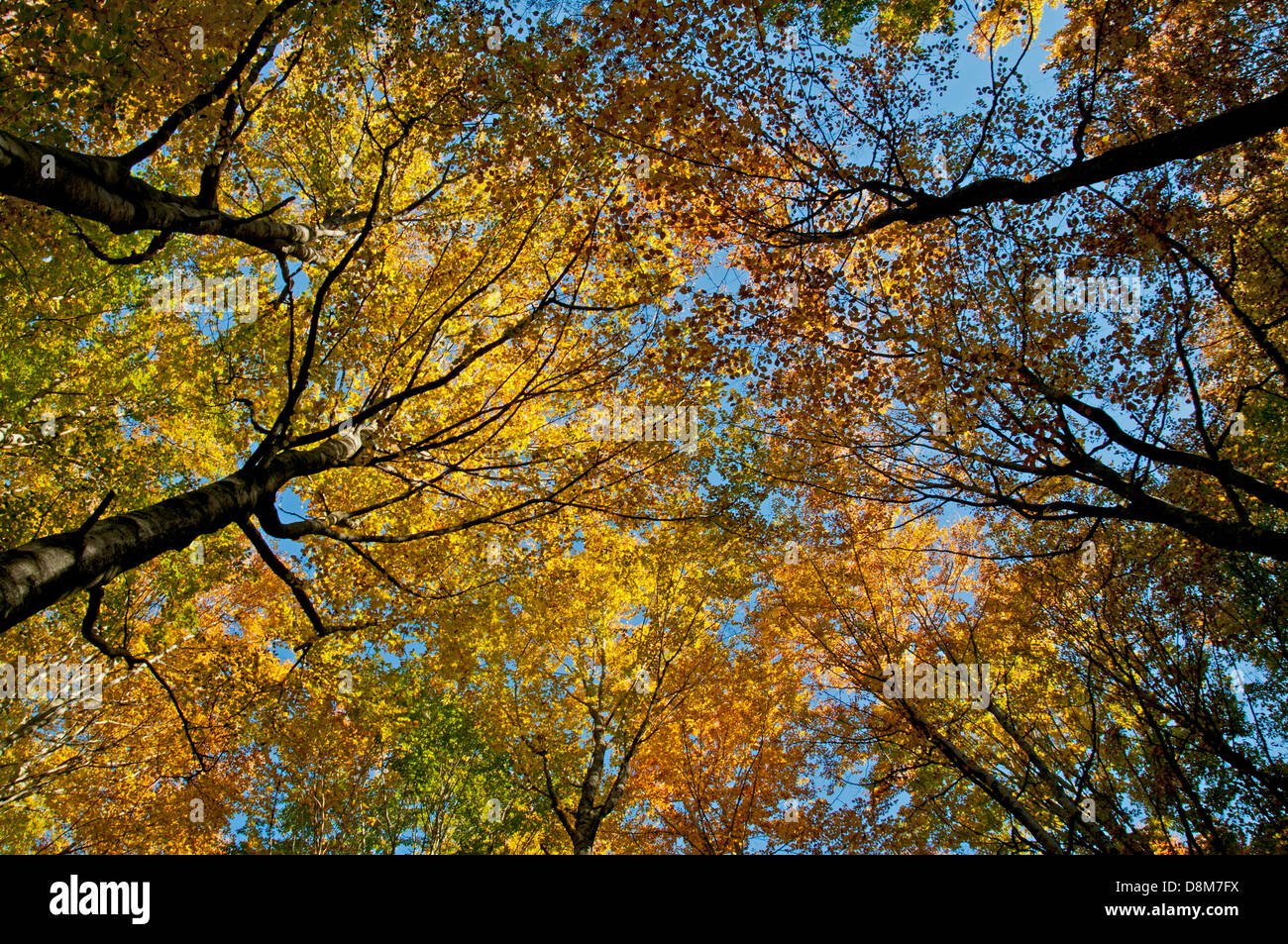 Forêts de hêtres avec feuillage en couleurs d'automne en automne Banque D'Images