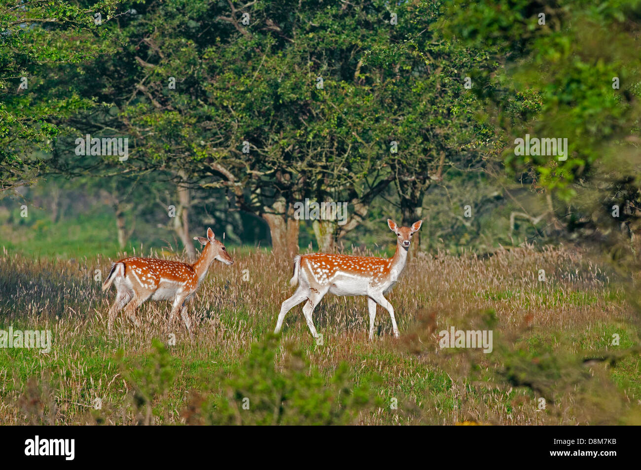 Deux le daim (Dama dama) n'en forêt en été Banque D'Images