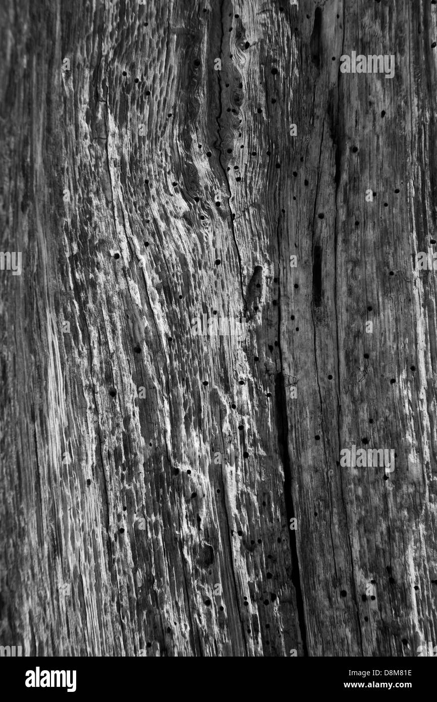 Écorce d’arbre Banque D'Images