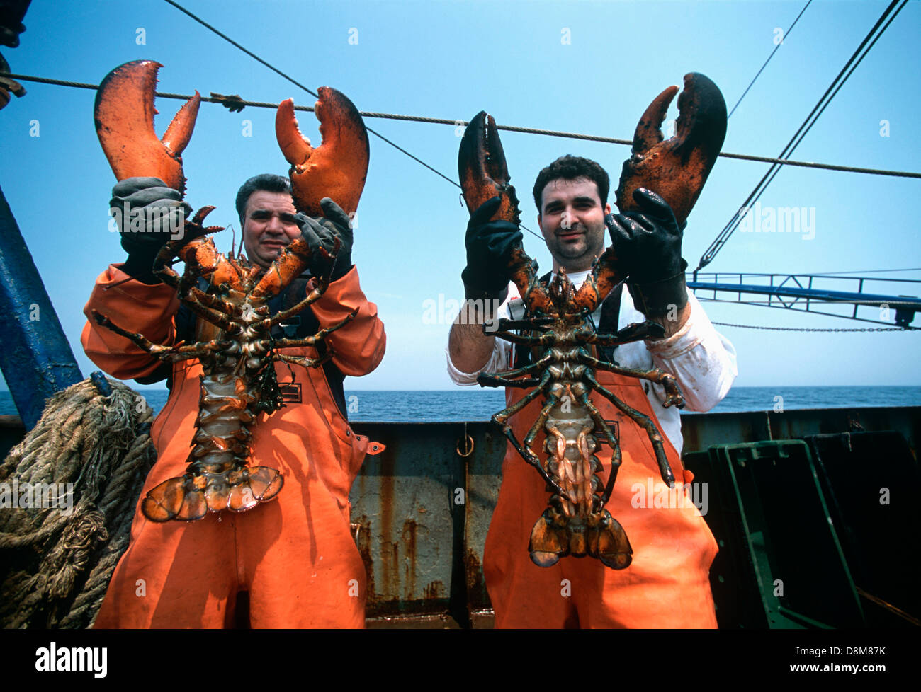 Maintenez les pêcheurs 15lb homards (Homarus americanus) pris dans un dragueur net. Stellwagon Bank, Gloucester, Massachusettes Banque D'Images