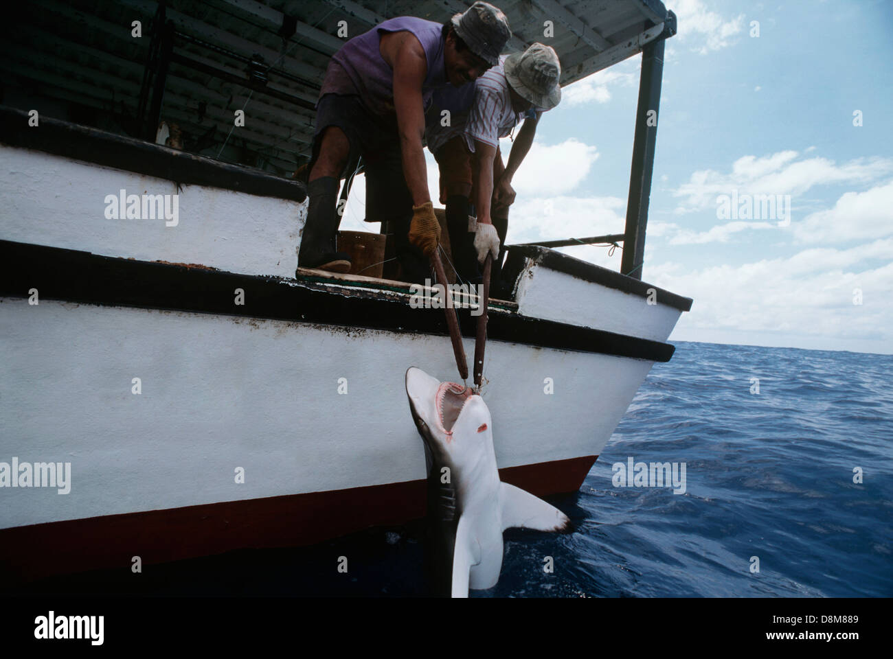 Le transport dans un requin requin océanique (Carcharhinus limbatus) accroché à une longue ligne. L'île Cocos, Costa Rica Banque D'Images