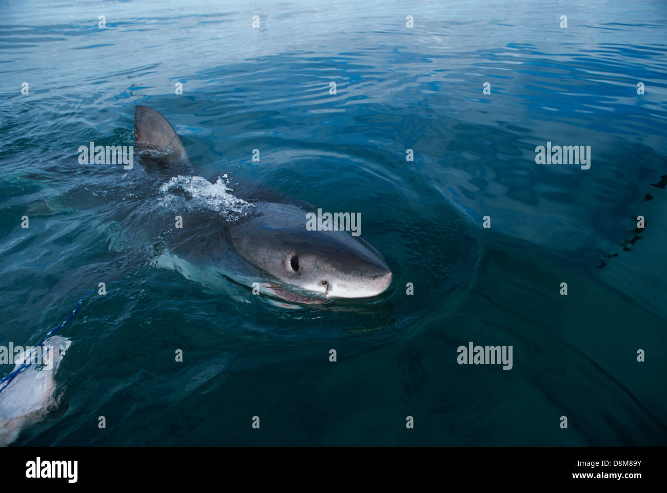 Harcèlement à grand requin blanc (Carcharodon carcharias). Dyer Island, Afrique du Sud, de l'Océan Indien Banque D'Images