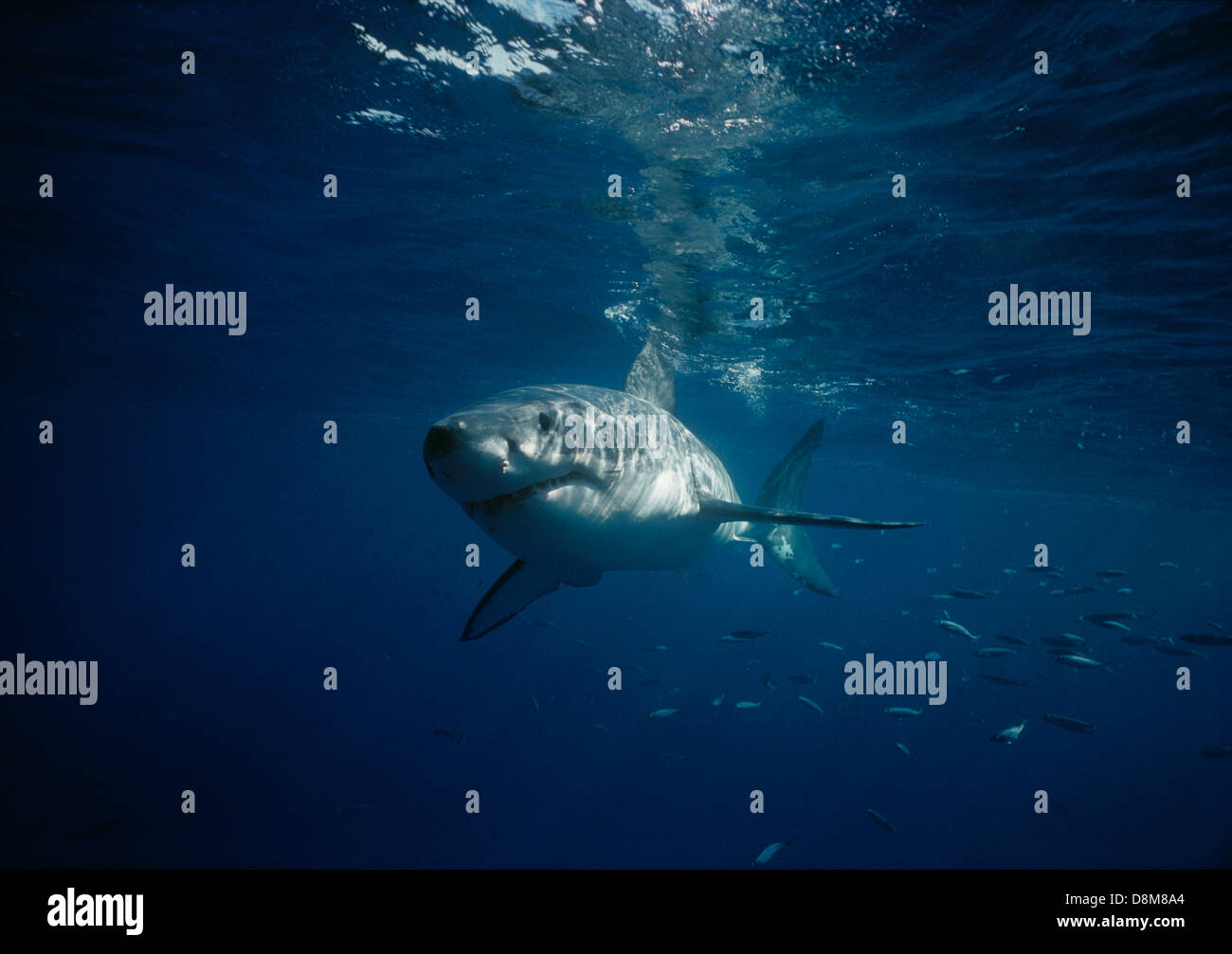 Grand requin blanc (Carcharodon carcharias). Récifs dangereux, l'Australie du Sud Banque D'Images