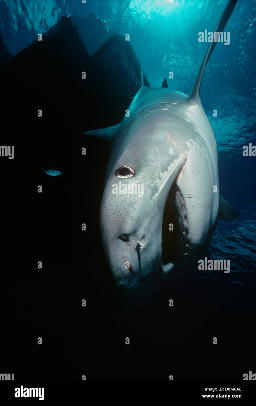 Requin tigre (Galeocerdo cuvier) démontrant un comportement agressif. Mer de Corail, Australie Banque D'Images