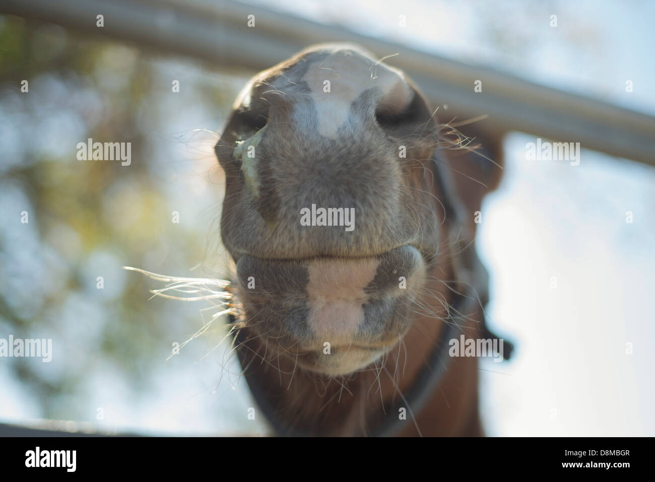 Image du nez de cheval photo stock. Image du beauté - 217373022