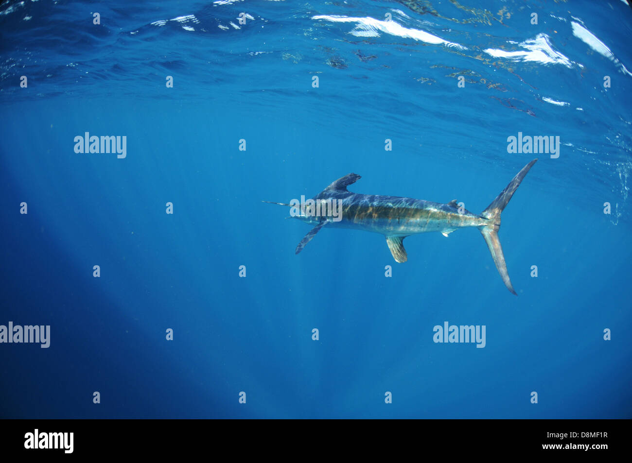 Un makaire blanc (Tetrapturus albidus) nager au large des côtes du Venezuela Banque D'Images