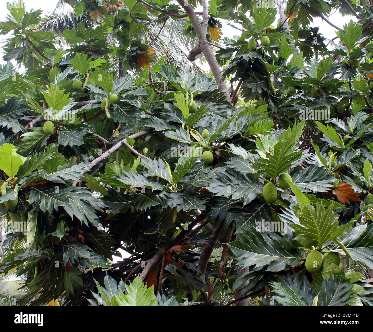 Un arbre à pain Banque D'Images