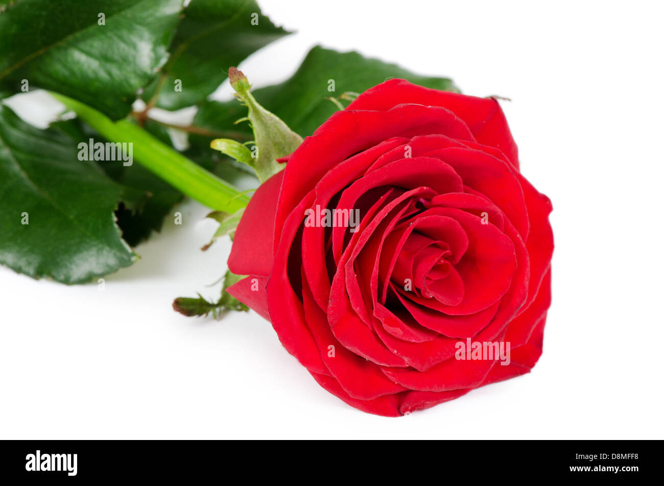 Les roses rouge isolé sur fond blanc Banque D'Images